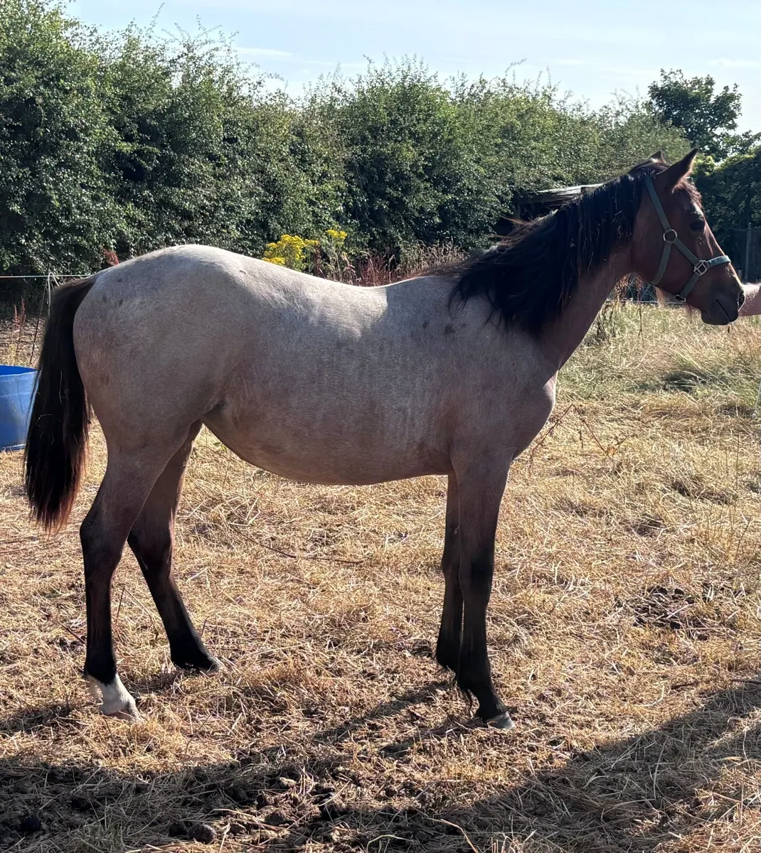 Connemara Filly Pony For Sale - Image 3