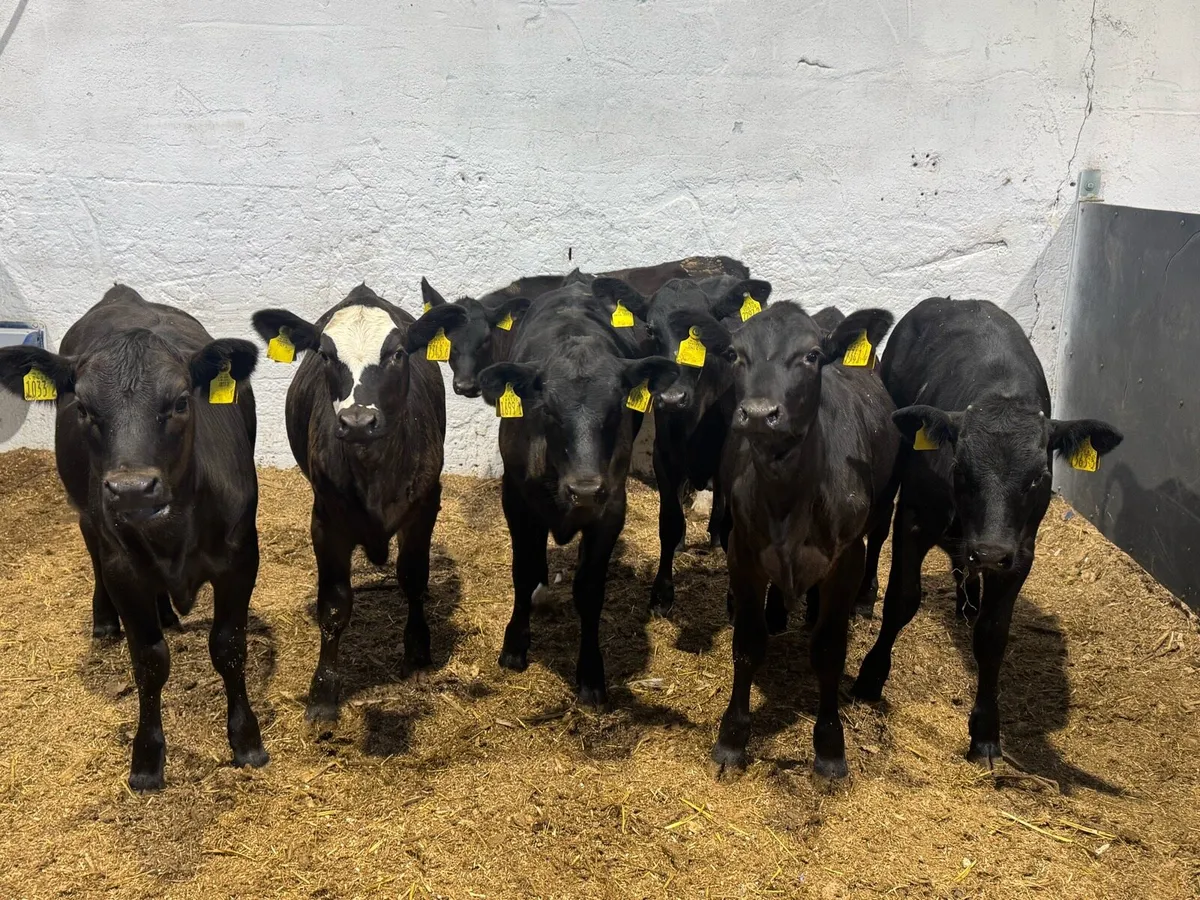 Black Heifers - Image 1