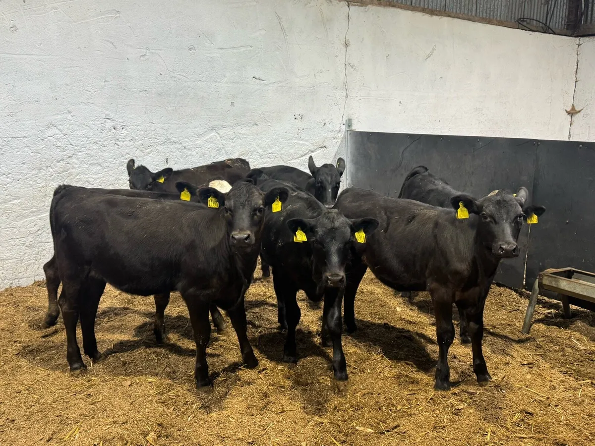 Black Heifers - Image 4