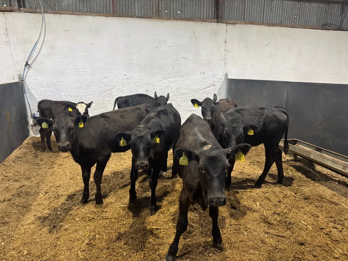 Black Heifers - Image 2
