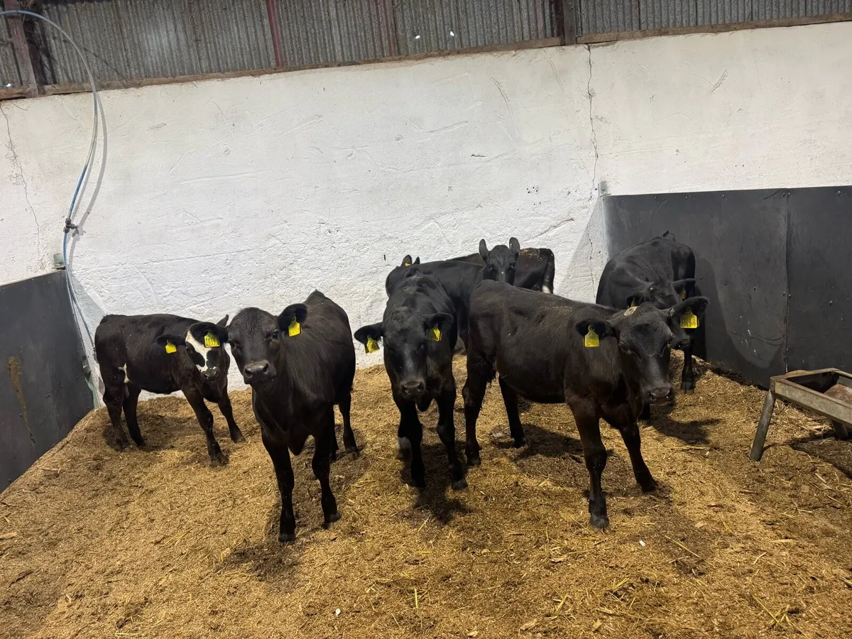 Black Heifers - Image 3