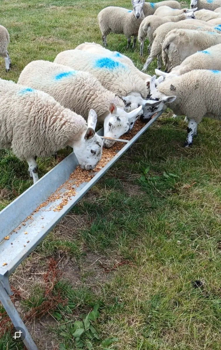 Texel Mule & North Country Cheviot Mule Ewe Lambs - Image 4
