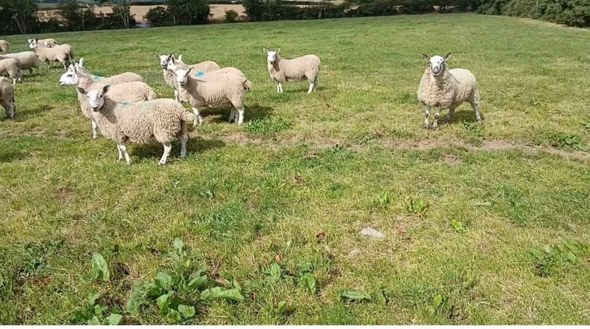Texel Mule & North Country Cheviot Mule Ewe Lambs - Image 2