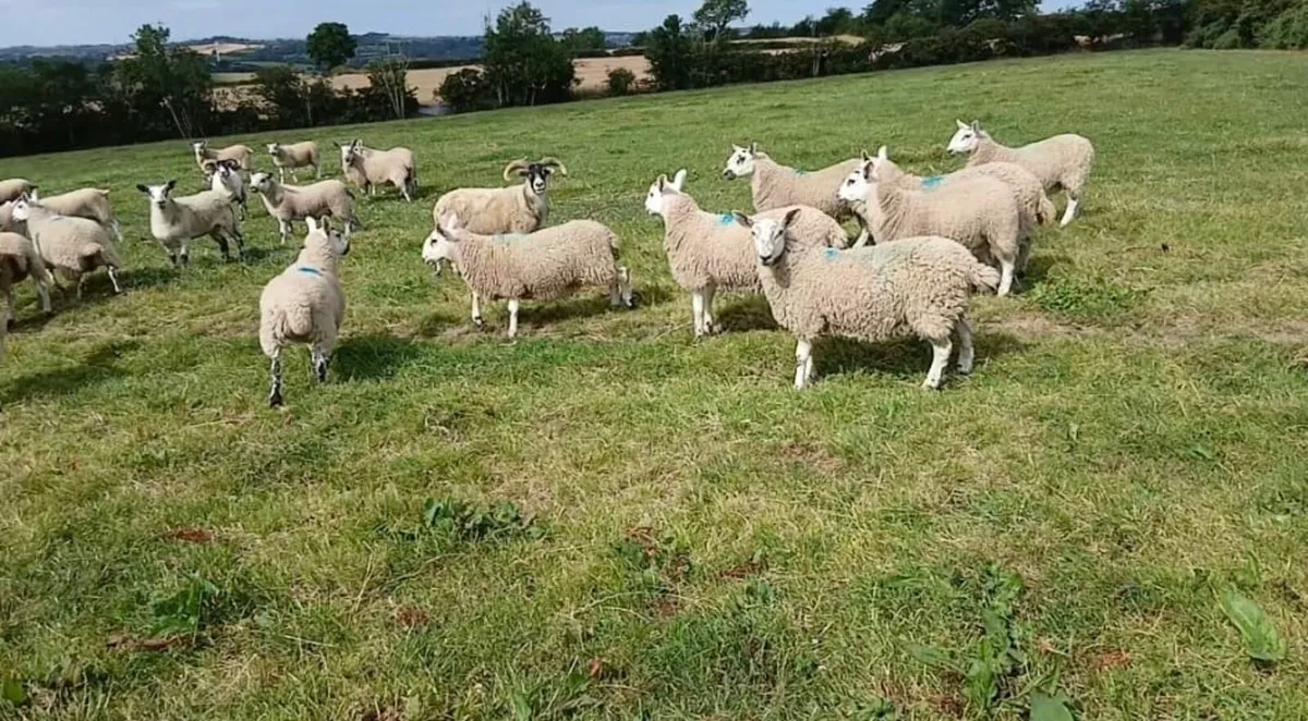 Texel Mule & North Country Cheviot Mule Ewe Lambs - Image 1