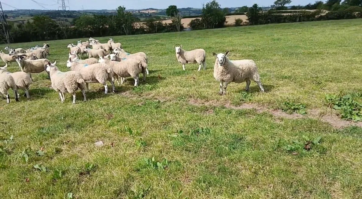 Texel Mule & North Country Cheviot Mule Ewe Lambs - Image 3