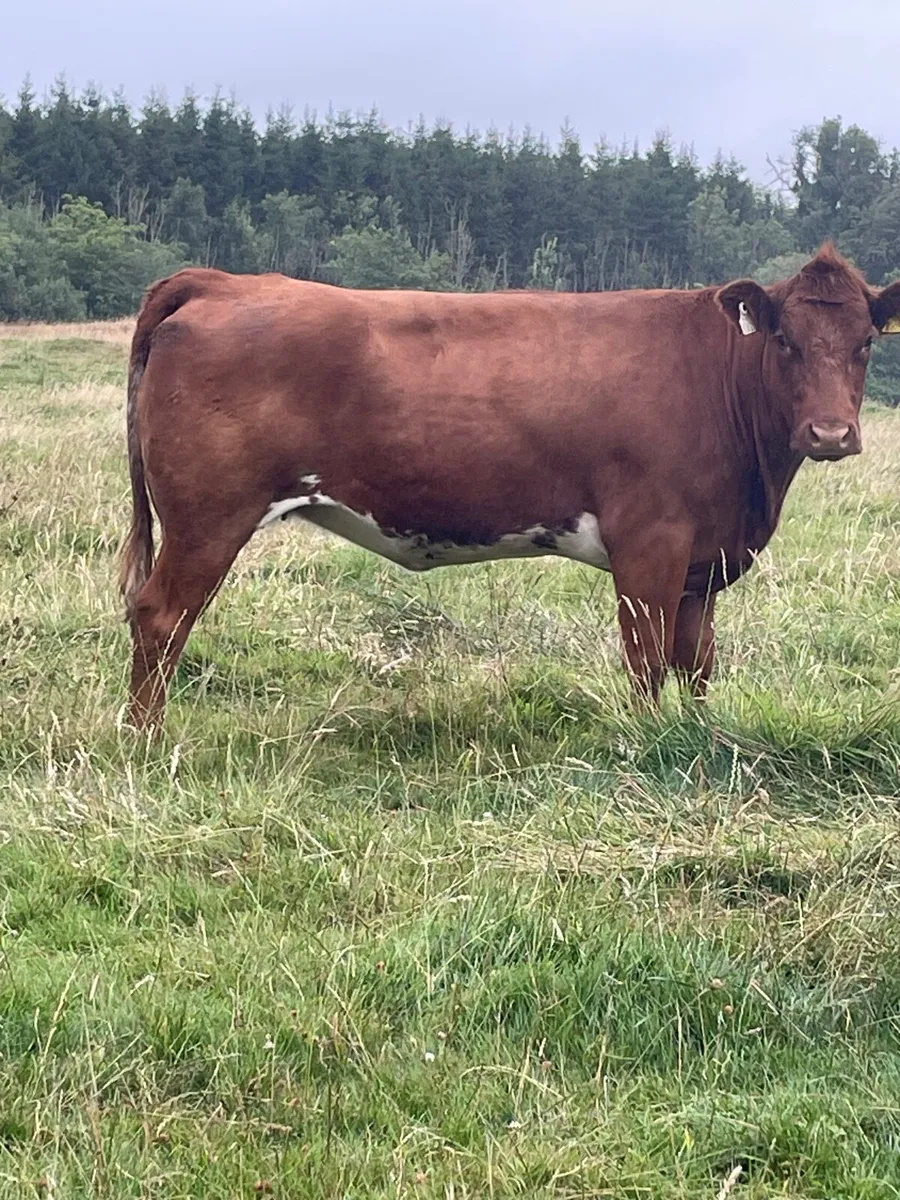 Roan heifer - Image 1
