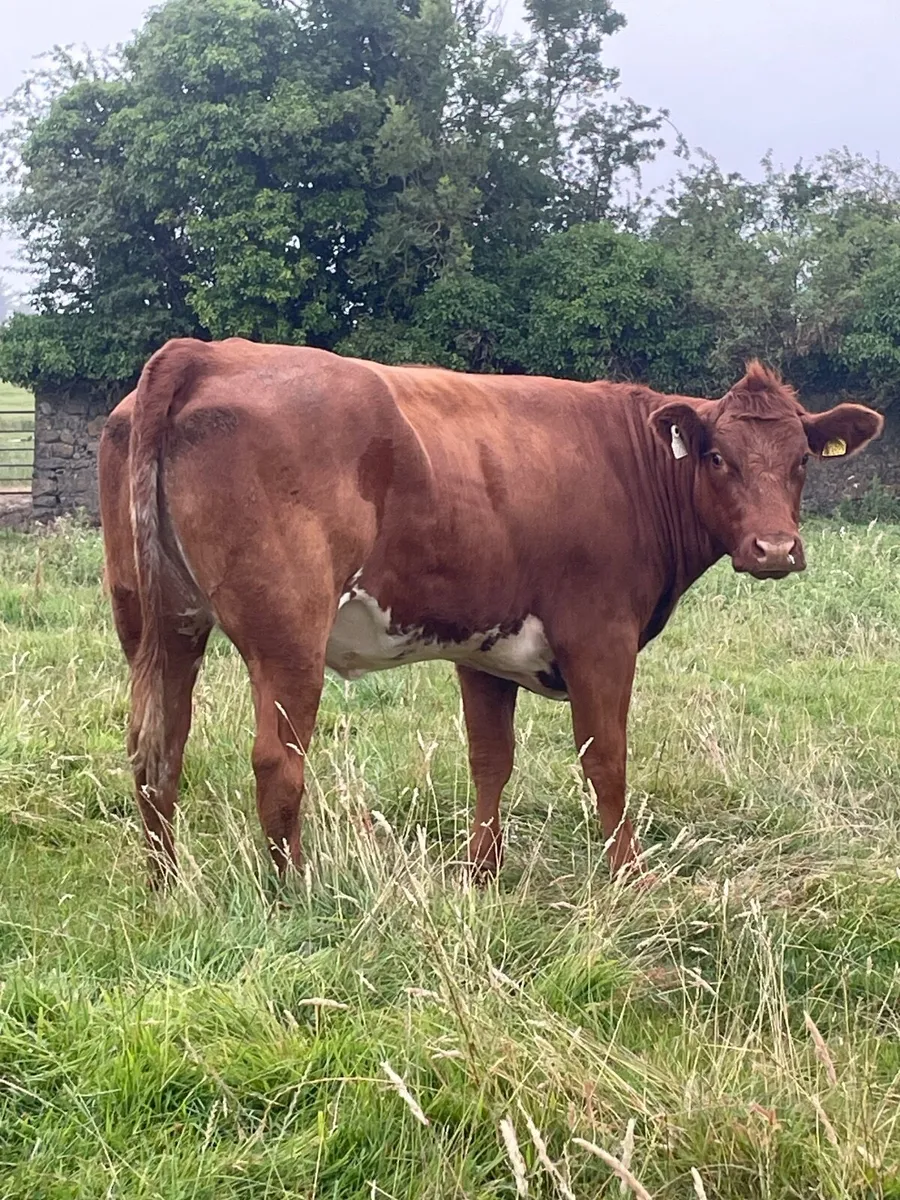 Roan heifer - Image 3