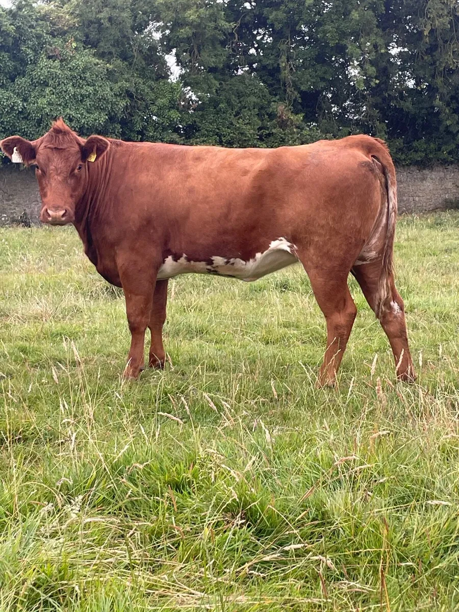 Roan heifer - Image 4
