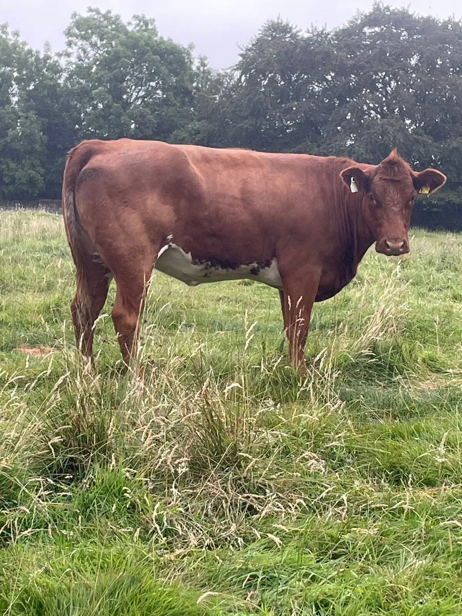 Roan heifer - Image 2