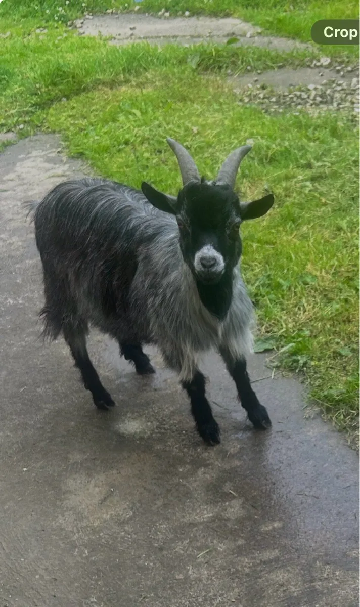 Pygmy goats - Image 4