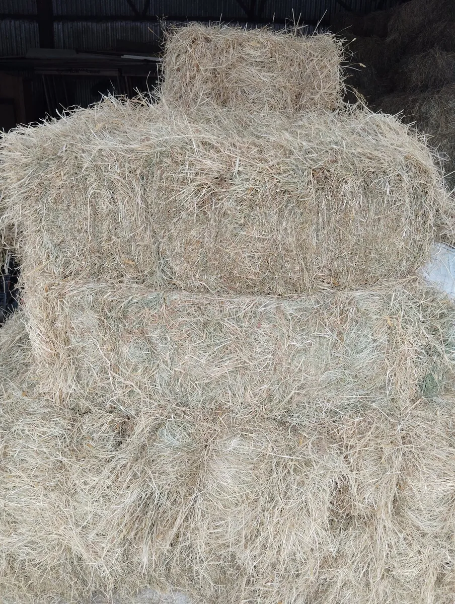 Square Bales of Hay - Image 1