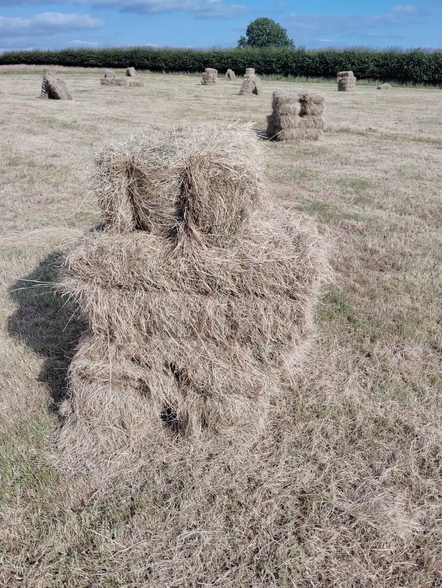 Square Bales of Hay - Image 4