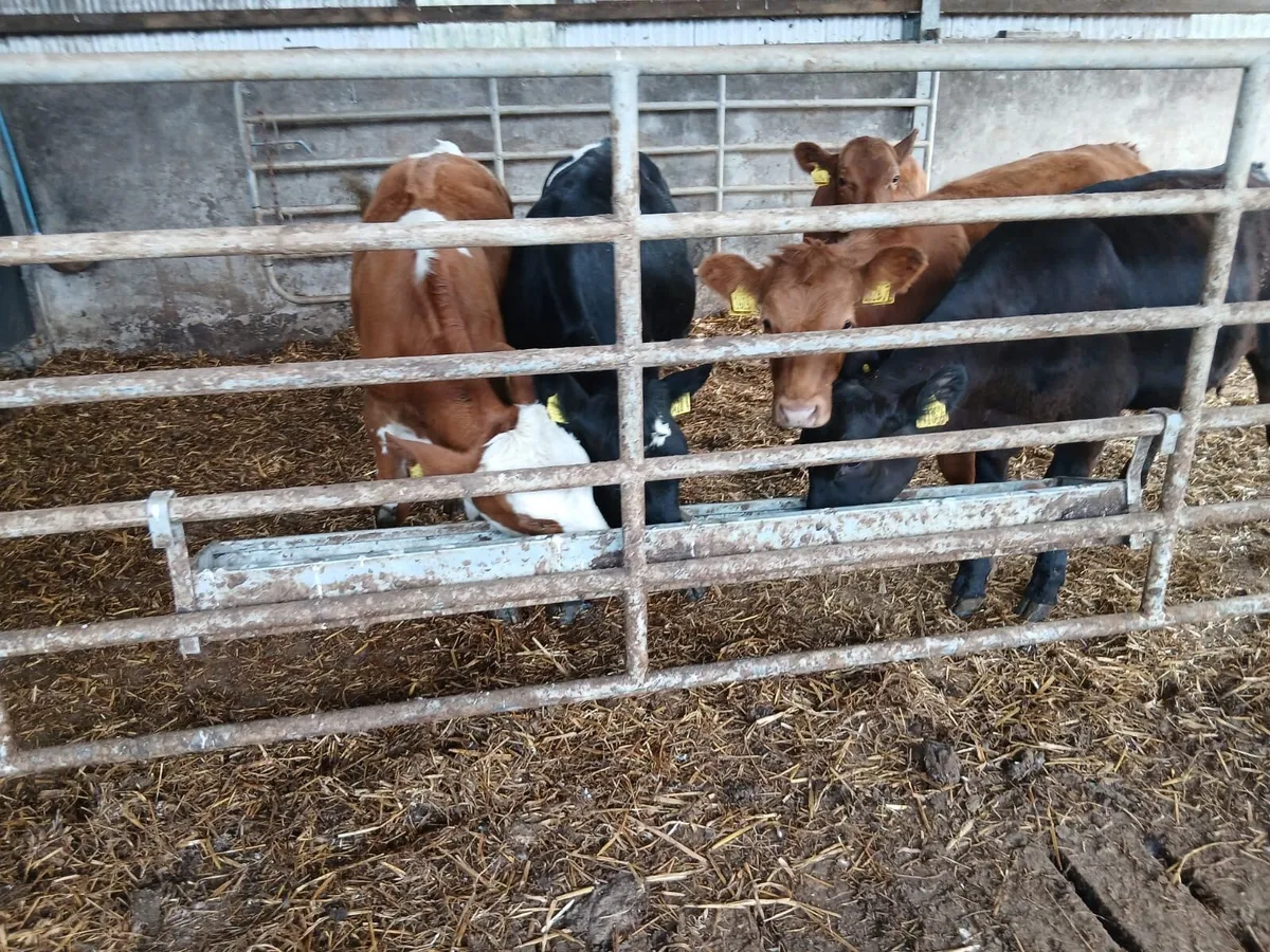 5 Continental Heifers - Image 4