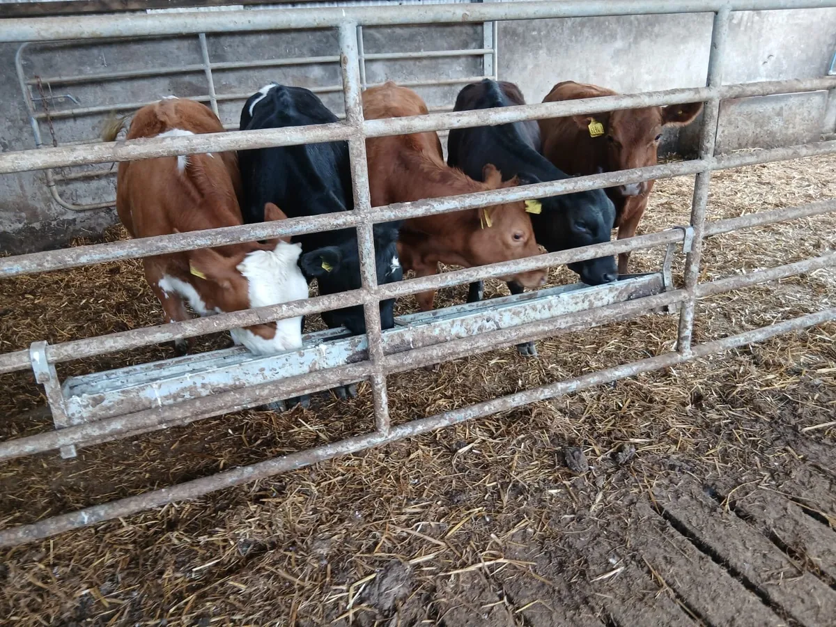 5 Continental Heifers - Image 1