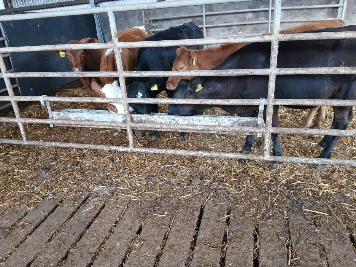 5 Continental Heifers - Image 2