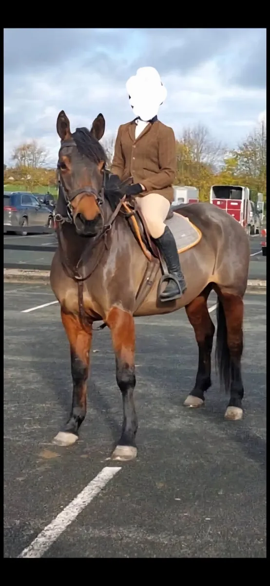 14yr old 16hh Hunter - Image 1
