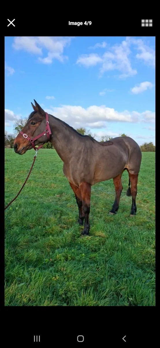 14yr old 16hh Hunter - Image 2