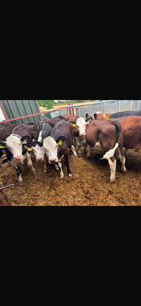 Hereford heifers - Image 4