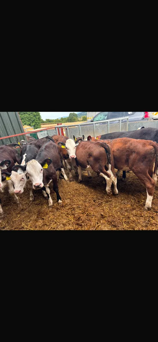 Hereford heifers - Image 3