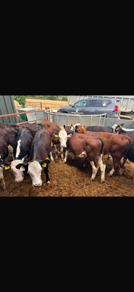 Hereford heifers - Image 1