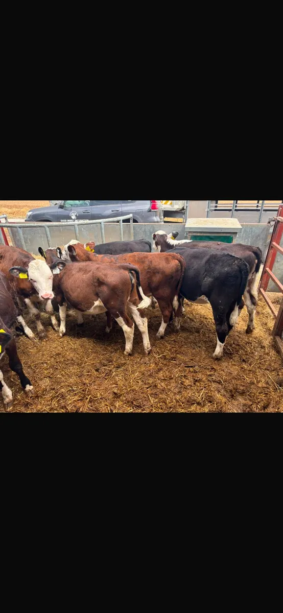 Hereford heifers - Image 2
