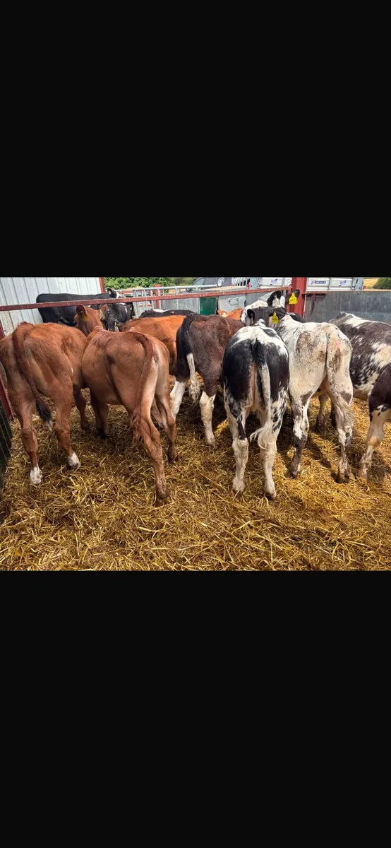 Continental heifer calves - Image 4