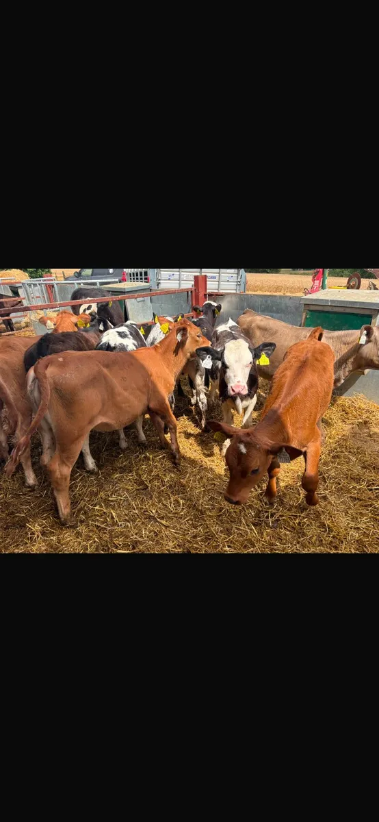 Continental heifer calves - Image 2