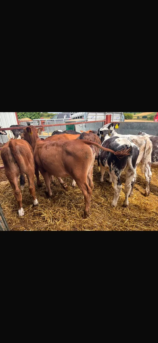 Continental heifer calves - Image 3