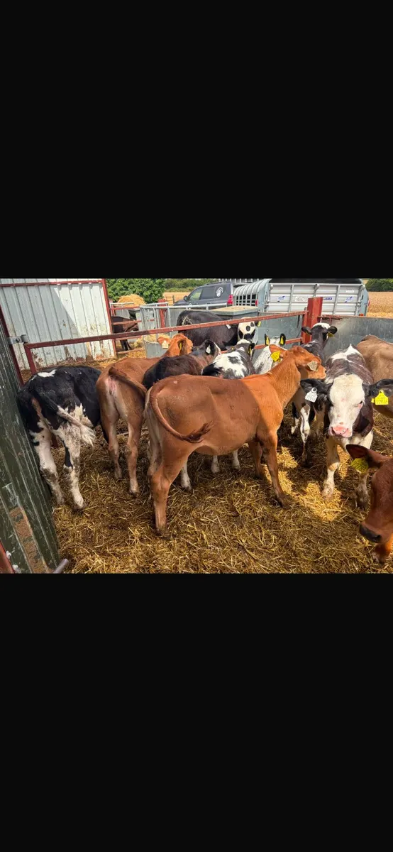 Continental heifer calves - Image 1