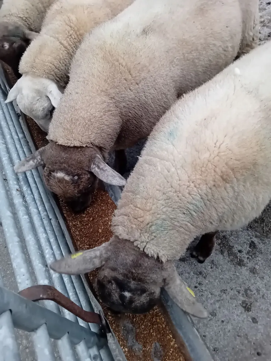 Sufftex and Texel rams - Image 3