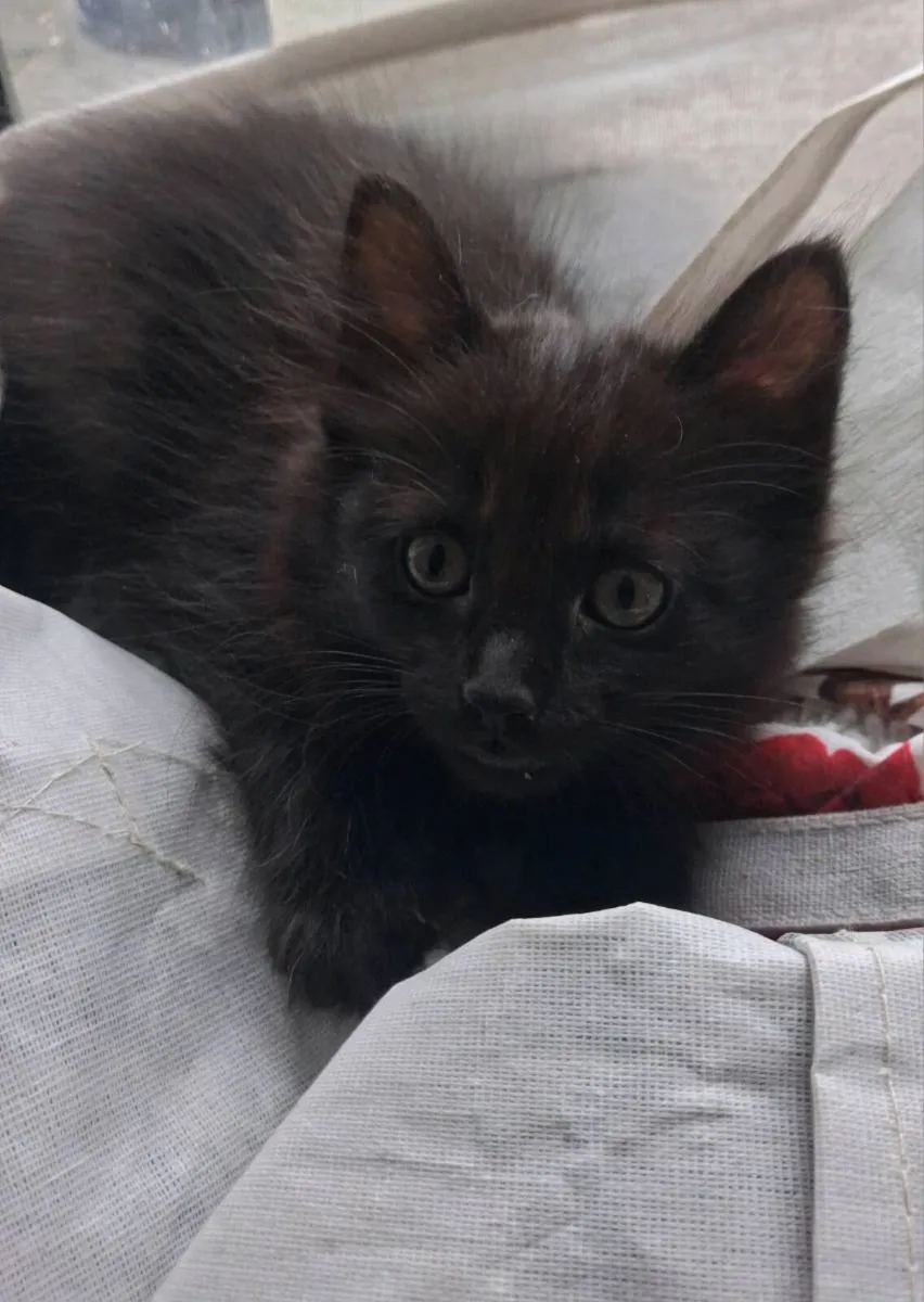 Three fluffy black kittens for sale - Image 2