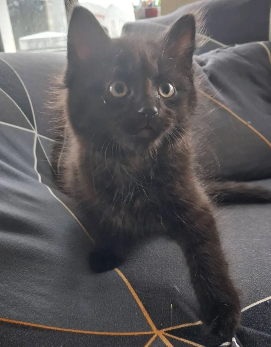 Three fluffy black kittens for sale - Image 3