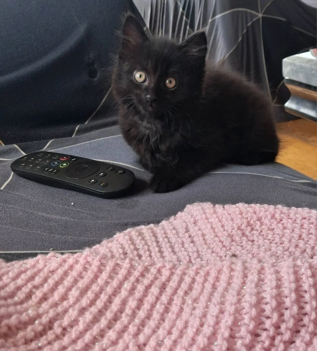 Three fluffy black kittens for sale - Image 1