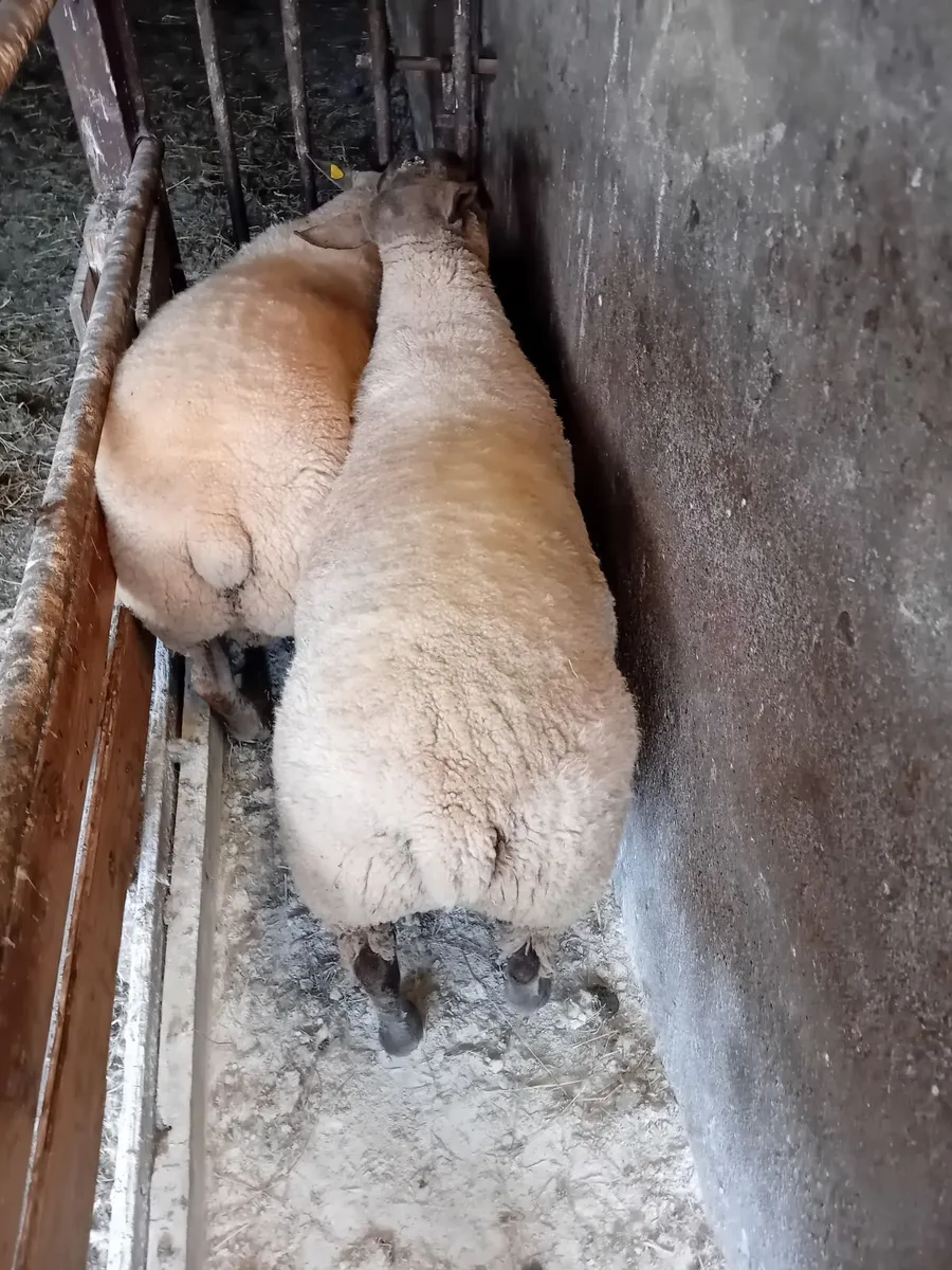 Sufftex and Texel rams - Image 4