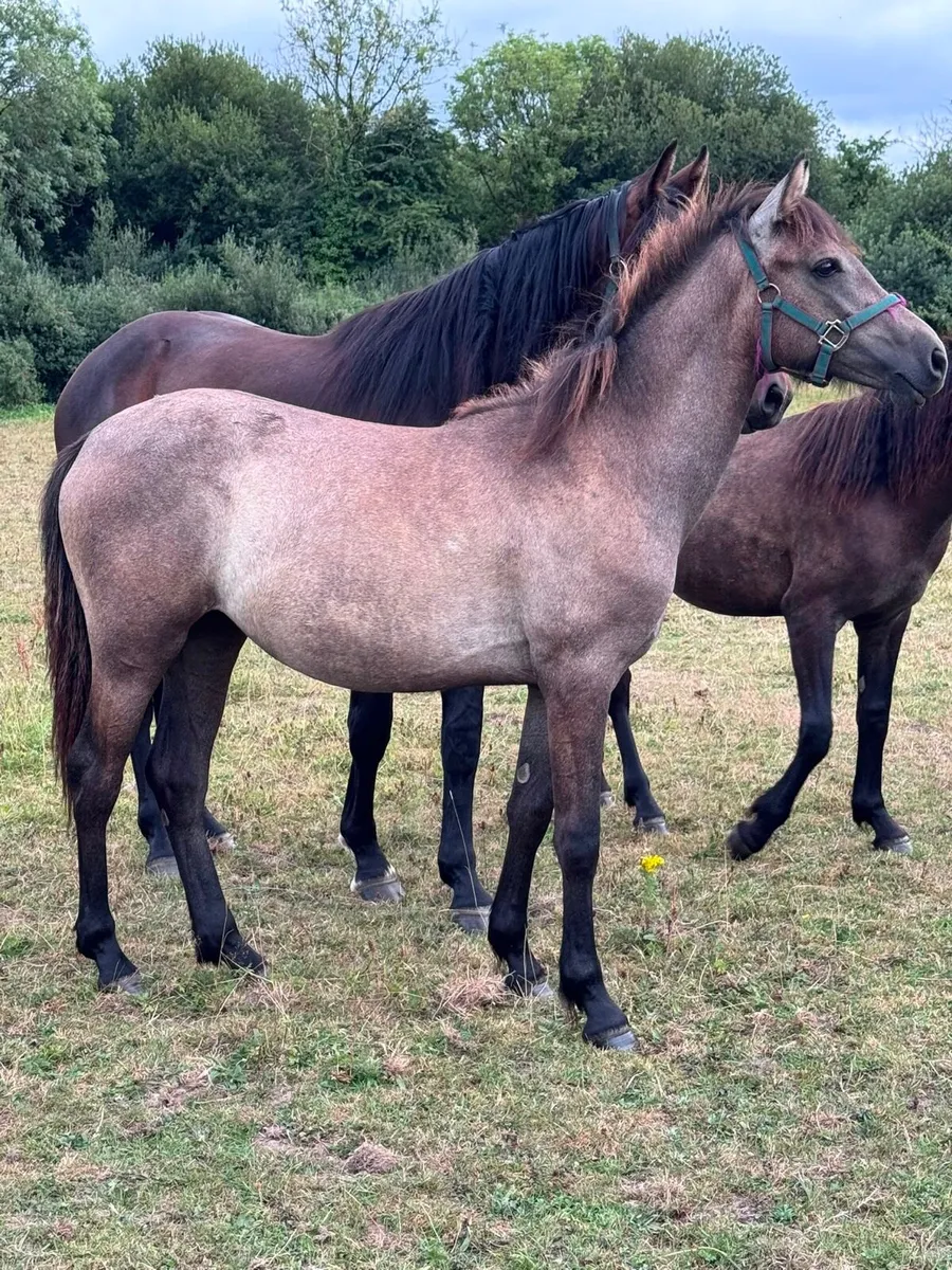 Pony - Image 1