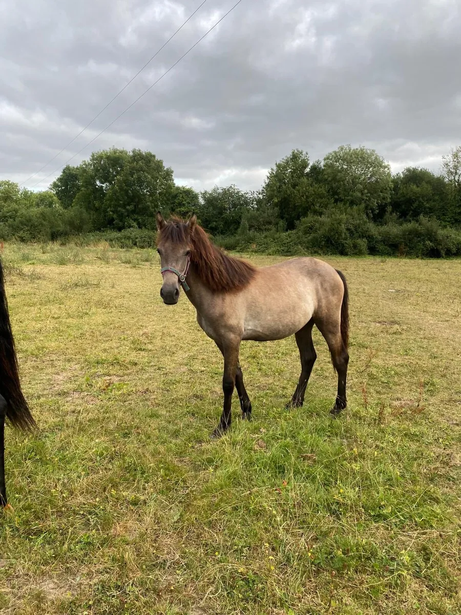 Pony - Image 2