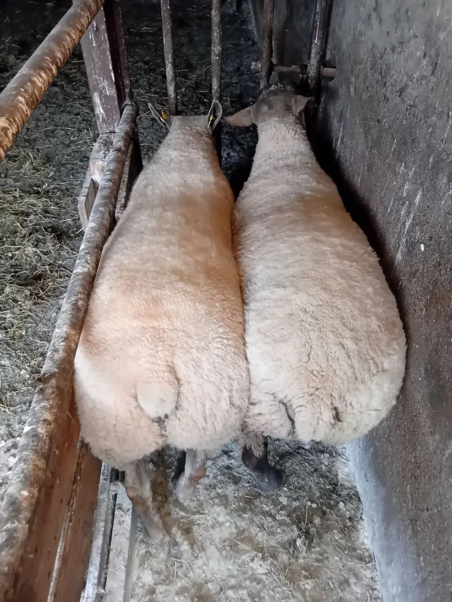 Sufftex and Texel rams - Image 2