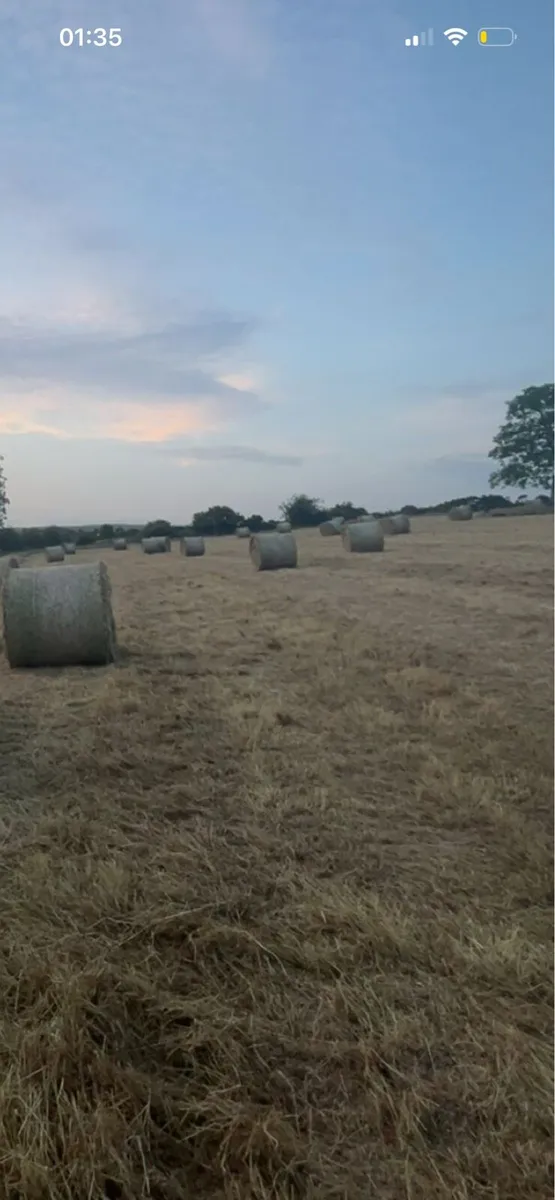 Hay