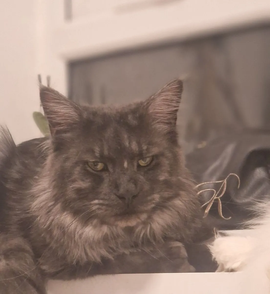 Maine coon Polydactyl - Image 1