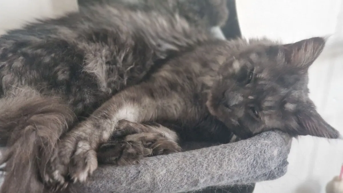 Maine coon Polydactyl - Image 2