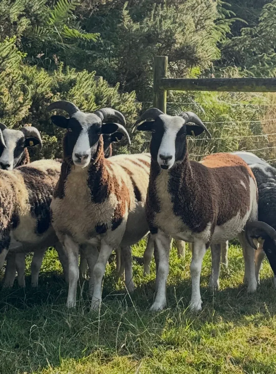 Jacob ewes, hoggots and ewe lambs - Image 4