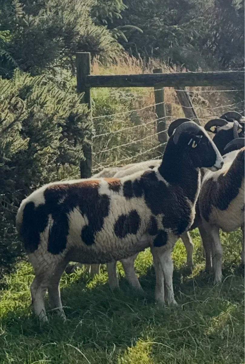 Jacob ewes, hoggots and ewe lambs - Image 1
