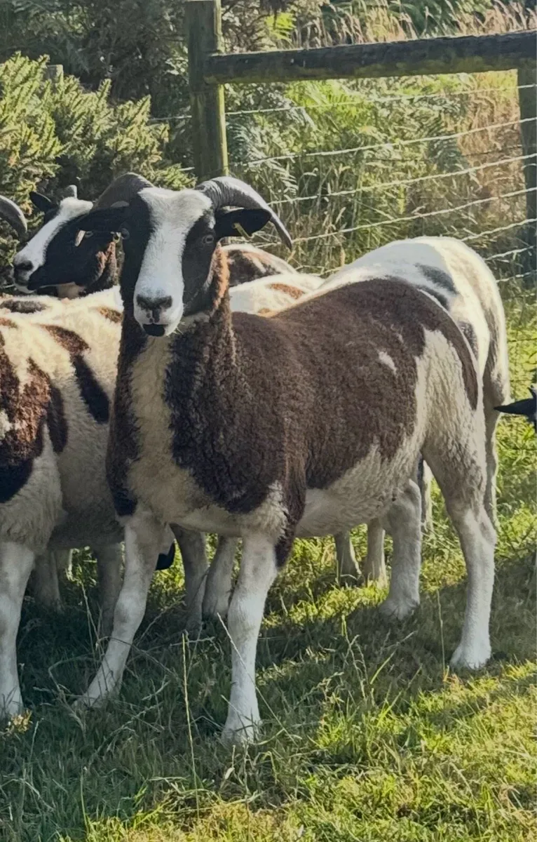 Jacob ewes, hoggots and ewe lambs - Image 2