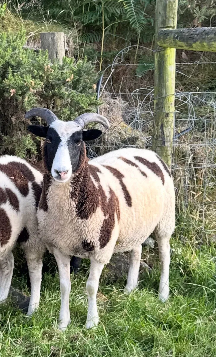 Jacob ewes, hoggots and ewe lambs - Image 3