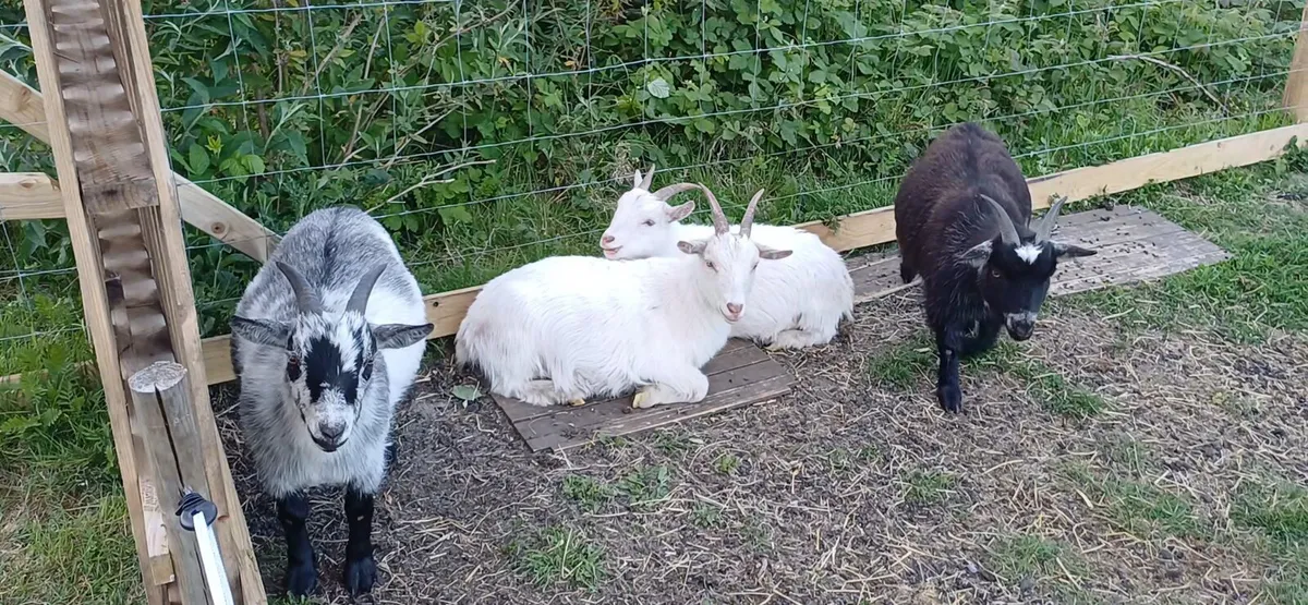 Pygmy Goats wanted - Image 2