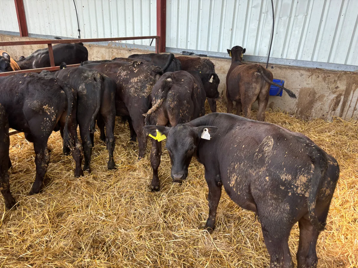 Angus bull runners - Image 4