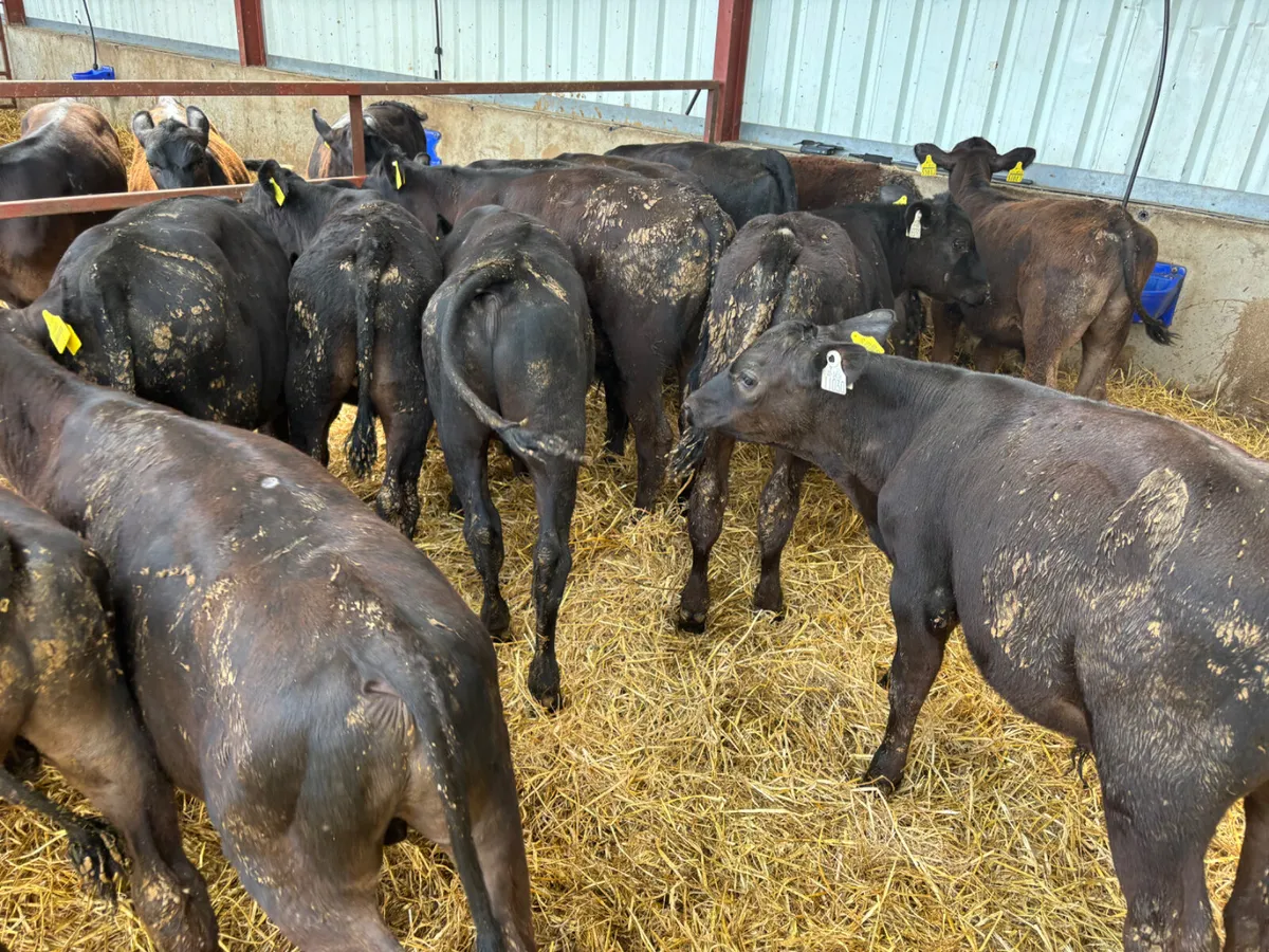 Angus bull runners - Image 3