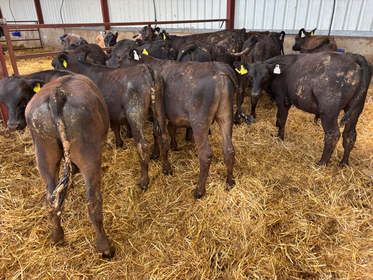 Angus bull runners - Image 2