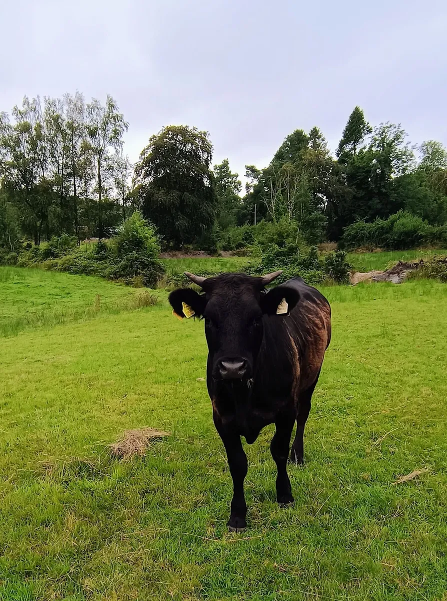 Breeding Heifer - Image 3