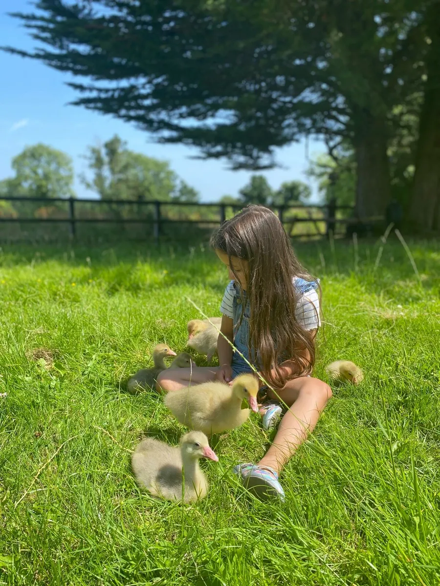 Embden (Emden) Geese Goslings - Home Reared - Image 1